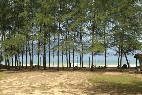 Hutan pain di tepi pantai Balok, Kuantan